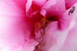 Coeur de fleur