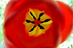 coeur de tulipe